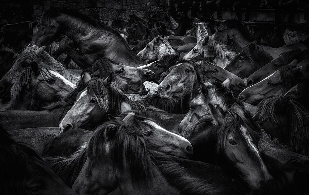 Acorralados art print by Alfonso maseda varela for $57.95 CAD
