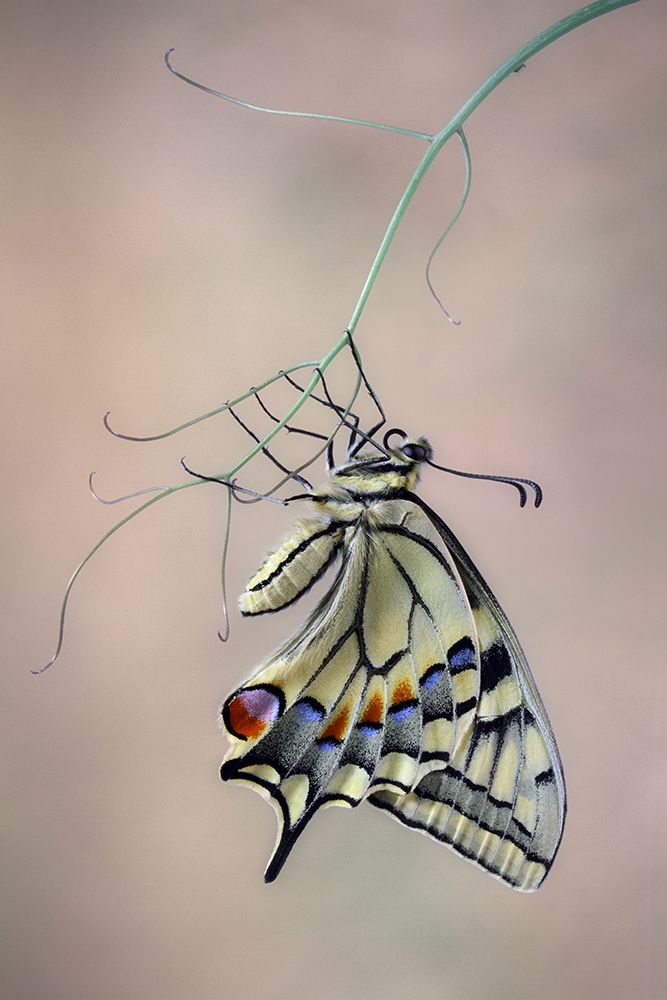 Papallona Rei art print by Jimmy Hoffman for $57.95 CAD