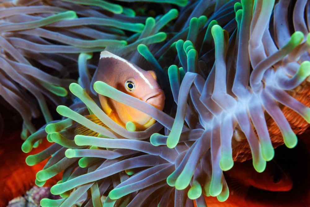 Clownfish art print by Barathieu Gabriel for $57.95 CAD