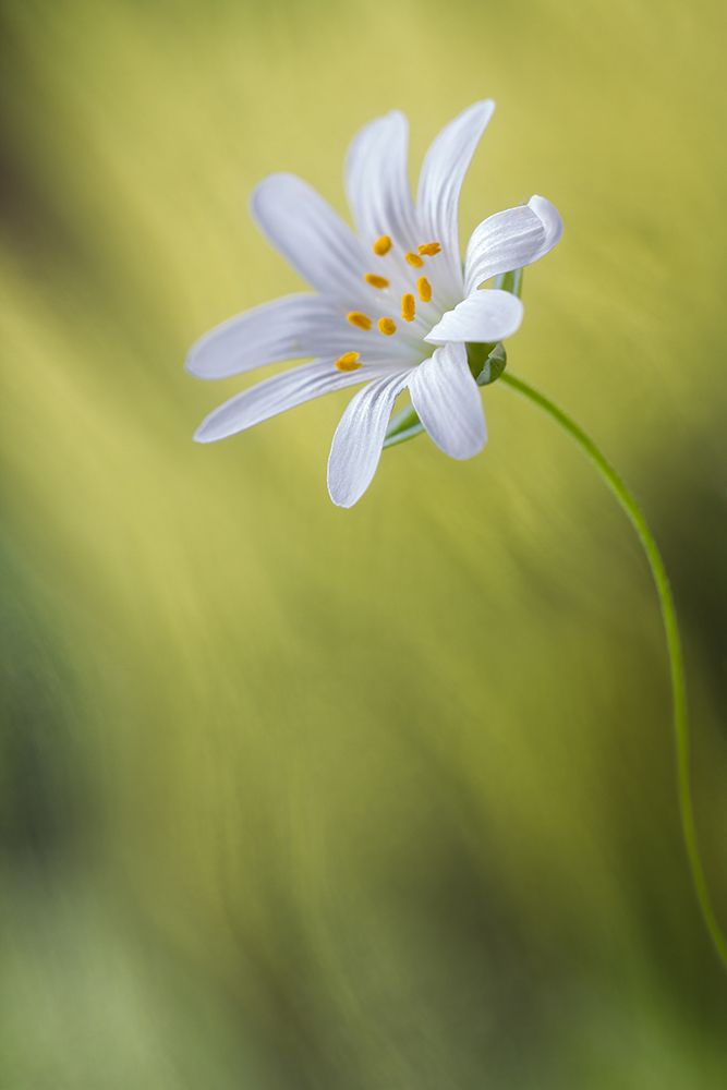 Stitchwort art print by Mandy Disher for $57.95 CAD
