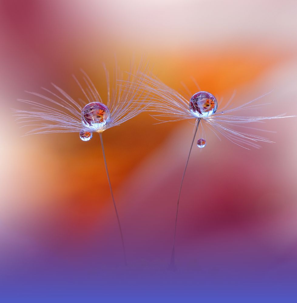Two Worlds art print by Juliana Nan for $57.95 CAD