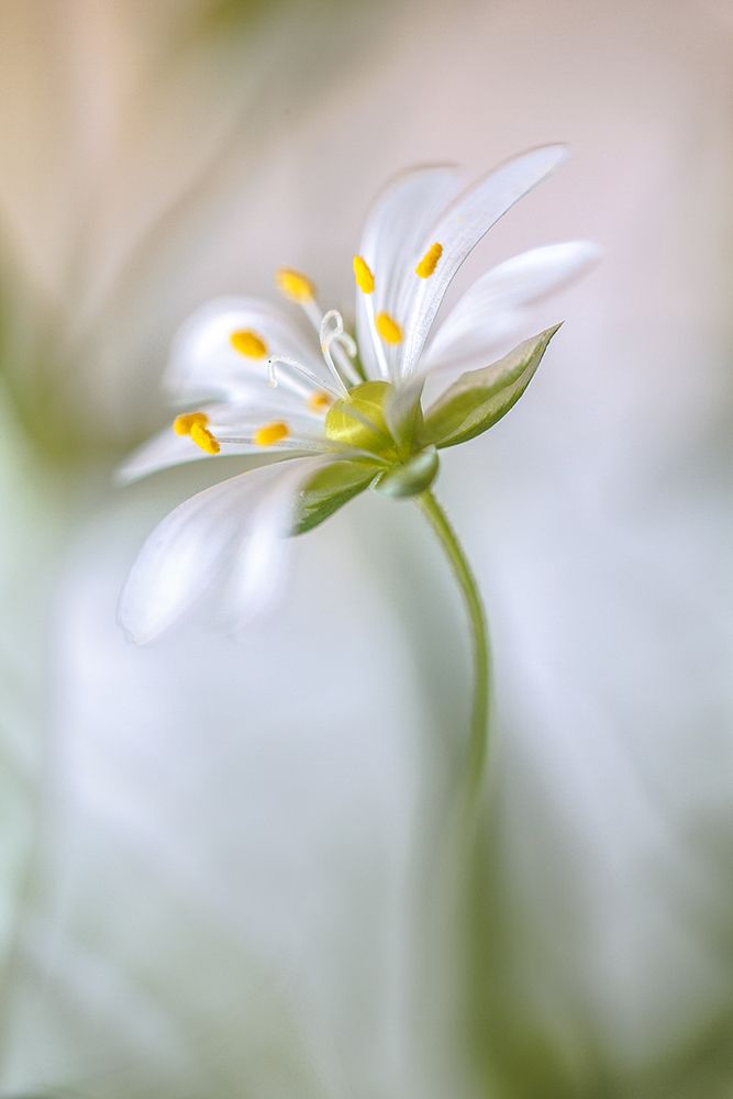 Stitchwort Soft art print by Mandy Disher for $57.95 CAD