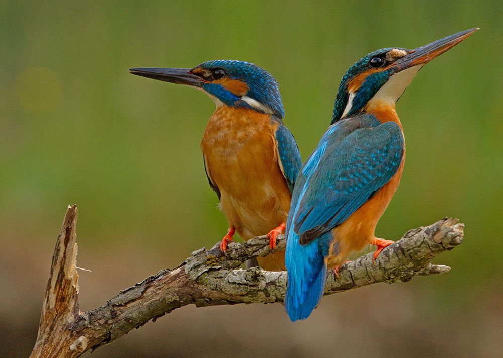 Kingfisher (Alcedo Atthis) art print by Stefan Benfer for $57.95 CAD