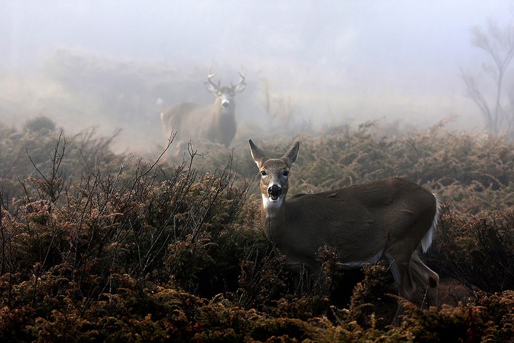 The Rut In On - White-Tailed Deer art print by Jim Cumming for $57.95 CAD