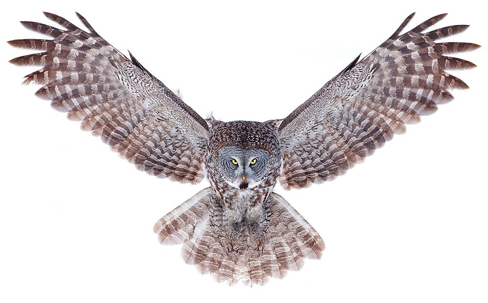 Power - Great Grey Owl art print by Jim Cumming for $57.95 CAD