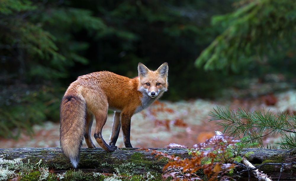 Red Fox In Algonquin Park art print by Jim Cumming for $57.95 CAD