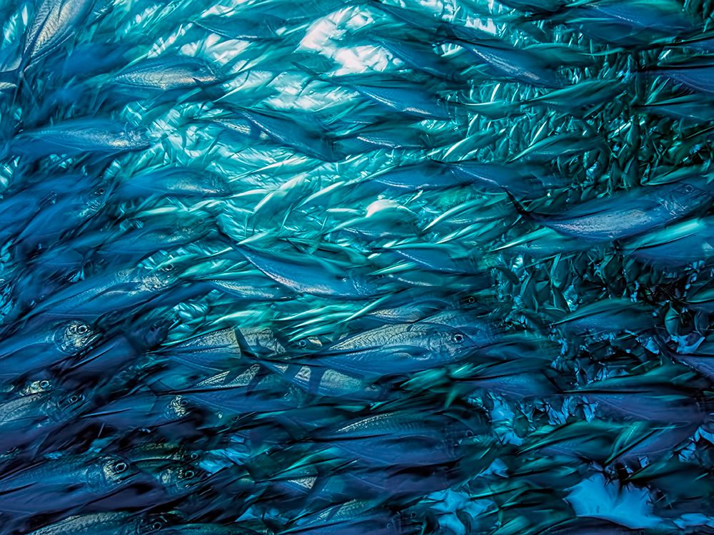 Fast Moving School of Jacks art print by Henry Jager for $57.95 CAD