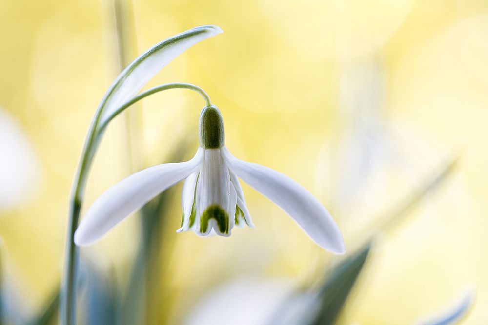 Snowdrops art print by Mandy Disher for $57.95 CAD