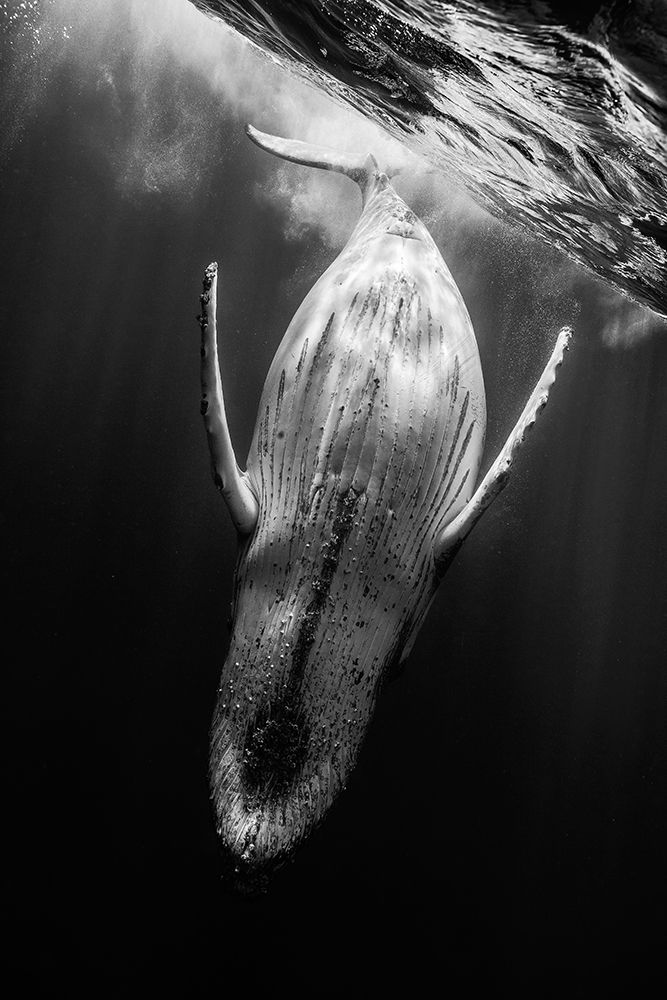 Black A Whale art print by Barathieu Gabriel for $57.95 CAD