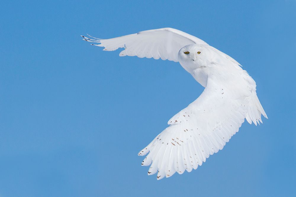Hunting Snowy Owl art print by Mircea Costina for $57.95 CAD