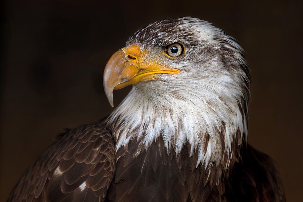 Caged - Bald Eagle art print by Jim Cumming for $57.95 CAD