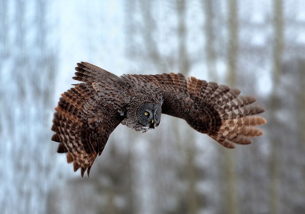 Soaring art print by Peter Stahl for $57.95 CAD