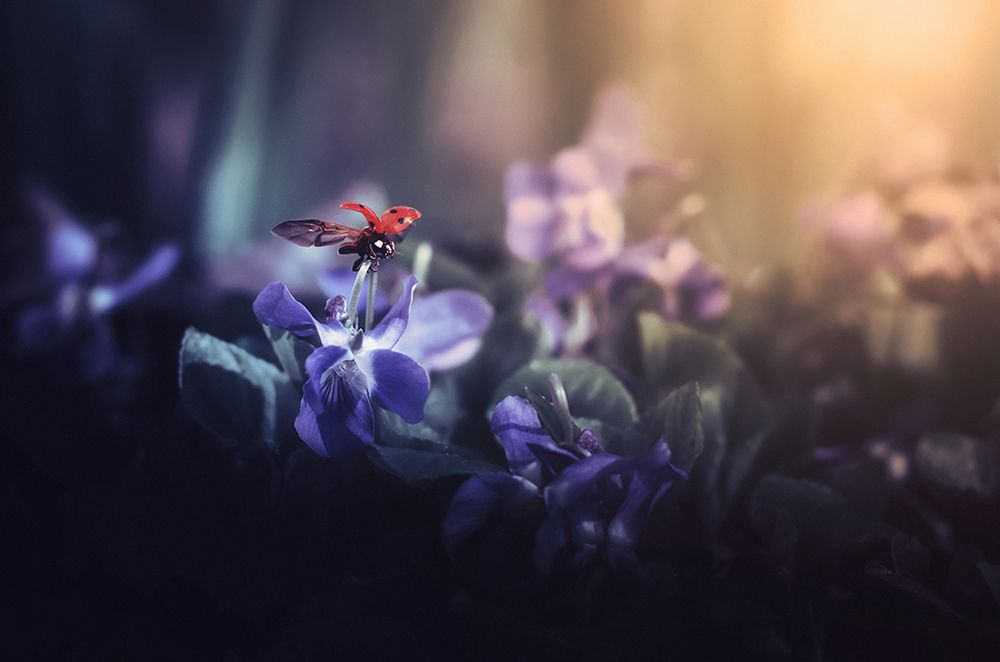 Leaving Wonderland art print by Pasztor Andras for $57.95 CAD