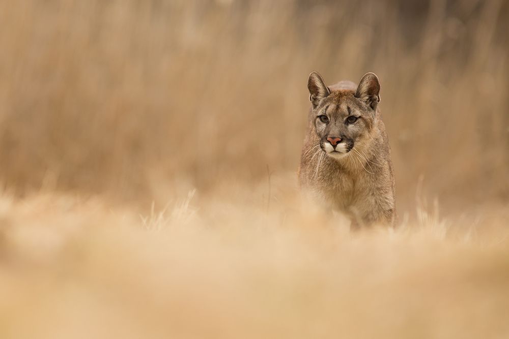 Cougar art print by Milan Zygmunt for $57.95 CAD