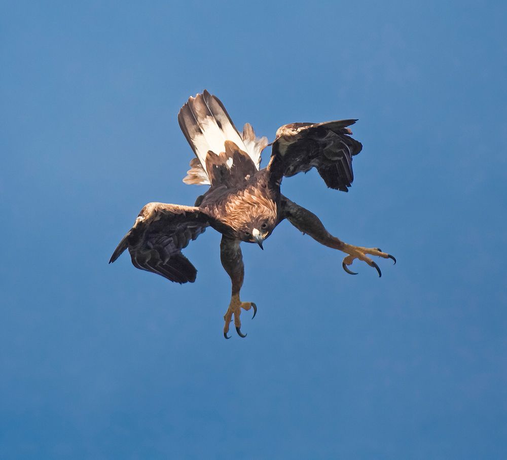 Golden Eagle art print by Gianfranco Barbieri for $57.95 CAD