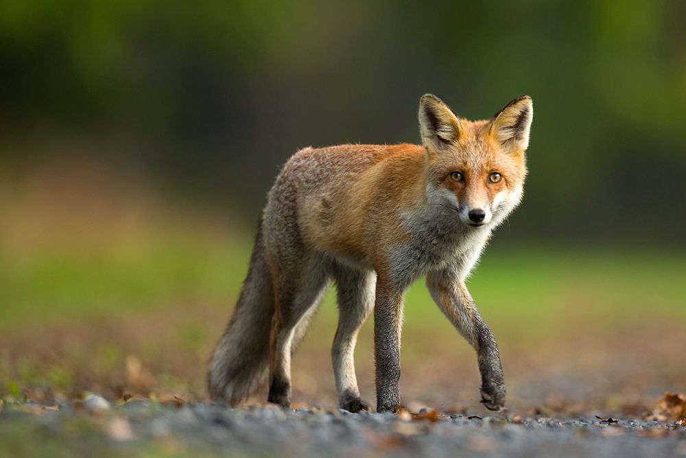 Red Fox art print by Milan Zygmunt for $57.95 CAD