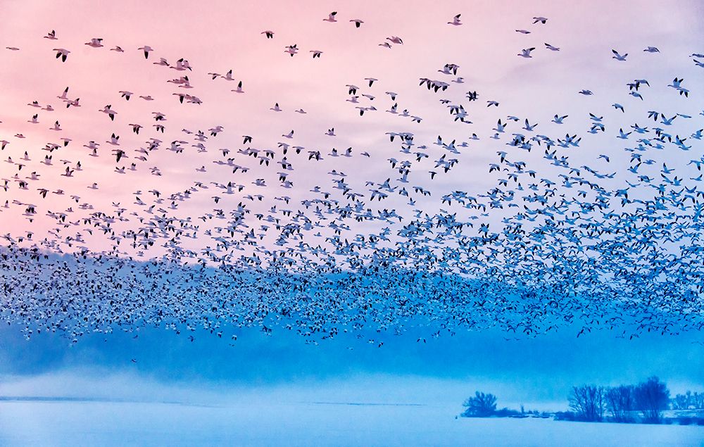 Flying In The Fogging Morning art print by Rob Li for $57.95 CAD