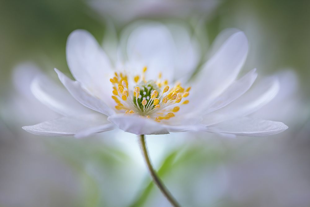 Nemorosa Nirvana art print by Mandy Disher for $57.95 CAD