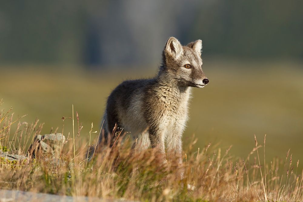 Arctic Fox Puppie art print by Karen Kolbeck for $57.95 CAD