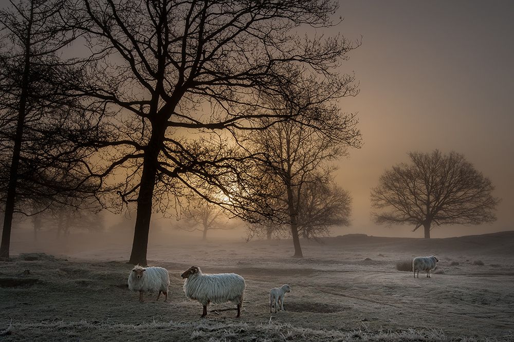 Foggy Morning art print by Piet Haaksma for $57.95 CAD