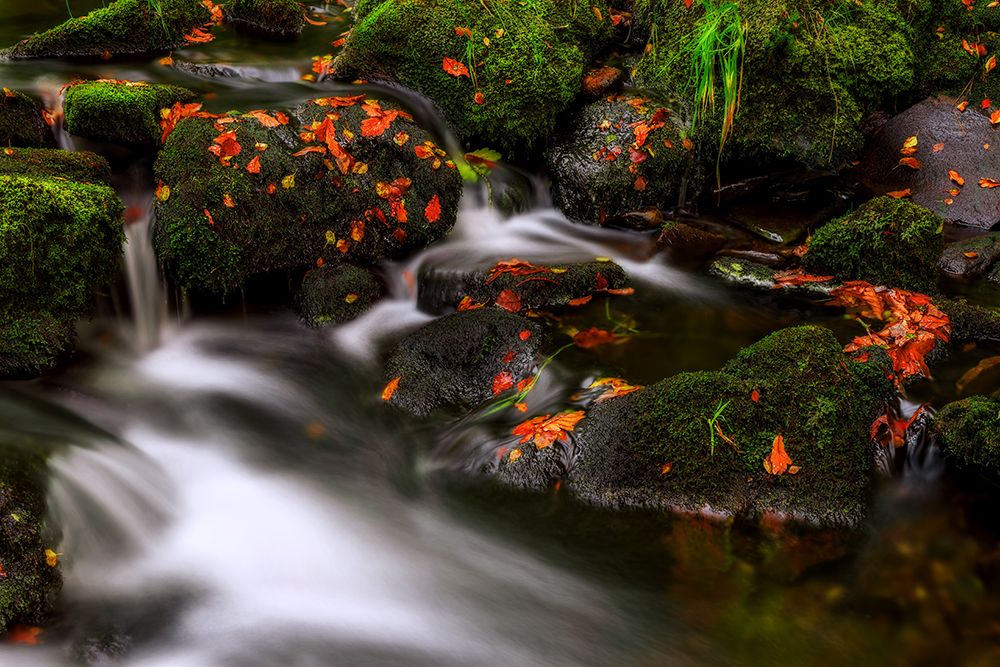 Autumn Melodies art print by Yavuz Pancareken for $57.95 CAD
