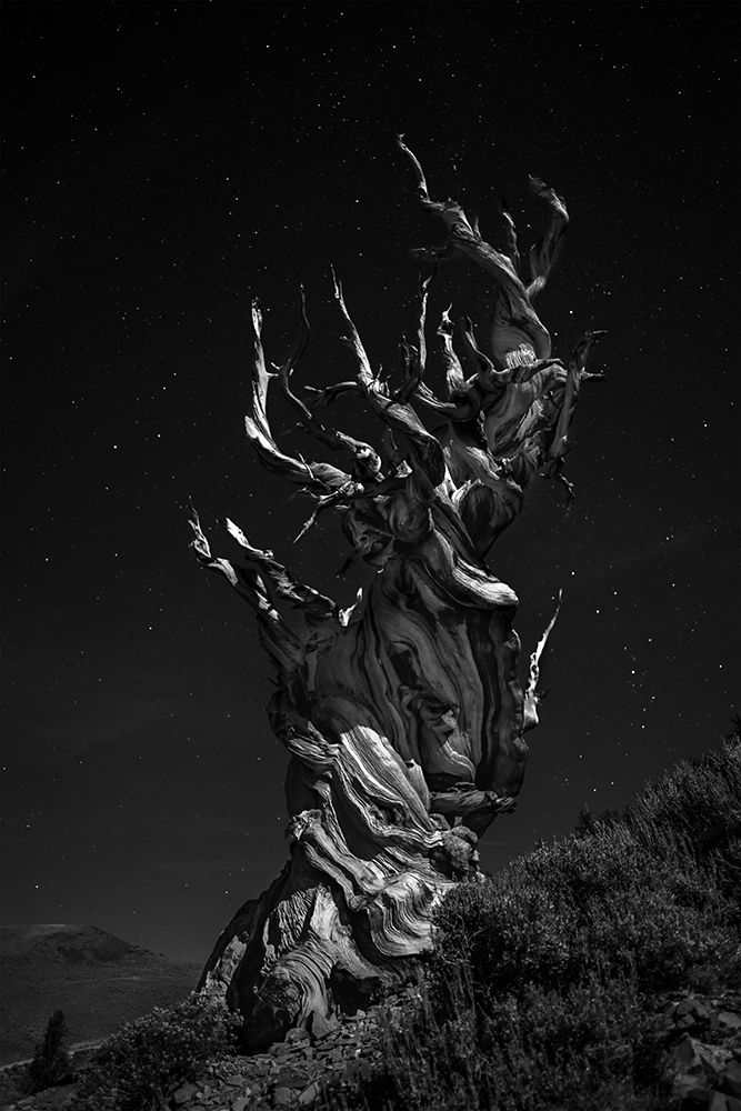 Grand-Grand-Grand-Pas Tree art print by Simon Chenglu for $57.95 CAD