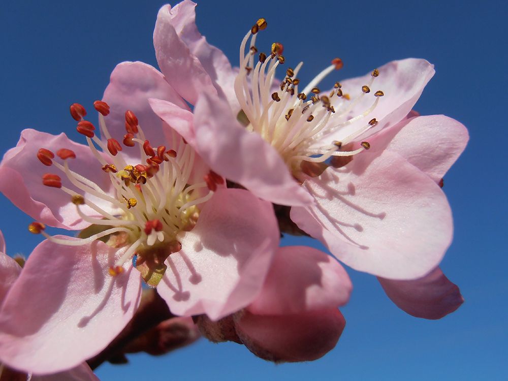 Peach blossoms art print by Snezana Petrovic for $57.95 CAD