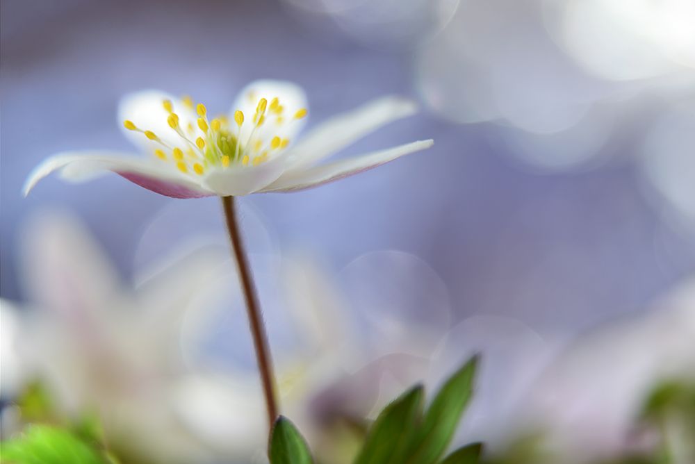 Purple Spring art print by Heidi Westum for $57.95 CAD