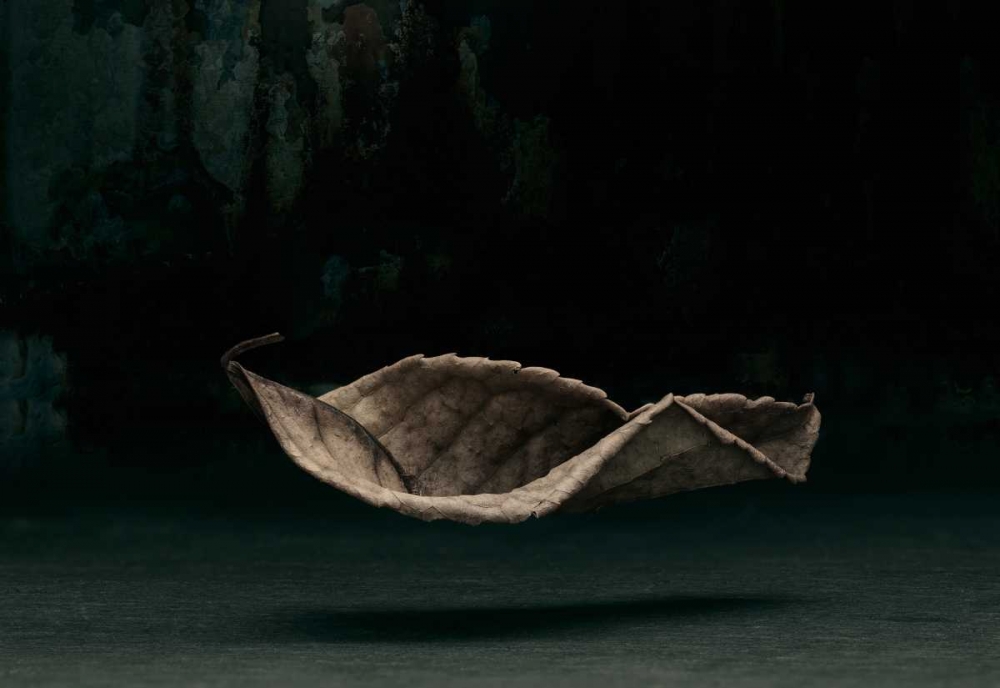 Fallen art print by David Thompson for $57.95 CAD