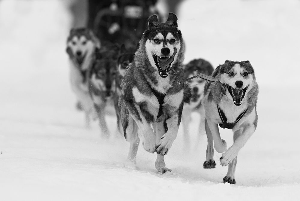 Sleddog fun art print by Karen Kolbeck for $57.95 CAD