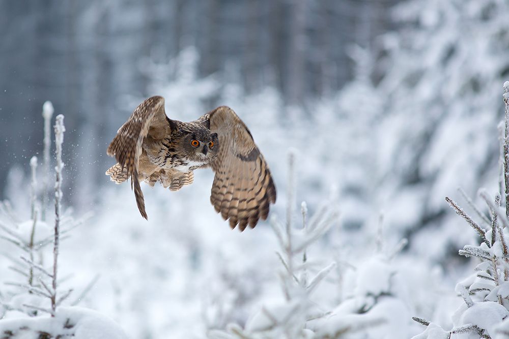 Eurasian Eagle-Owl art print by Milan Zygmunt for $57.95 CAD