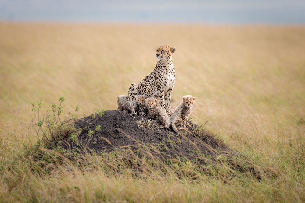 Regal Protector art print by Ted Taylor for $57.95 CAD