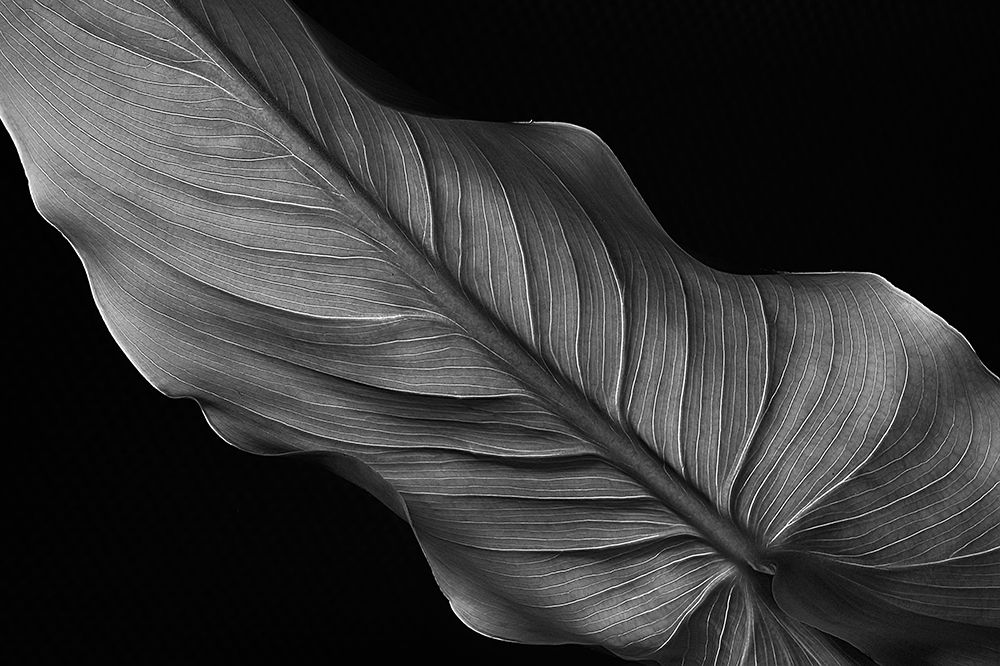 Female art print by Santiago Pascual Buye for $57.95 CAD