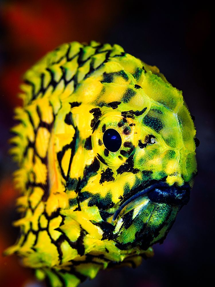 Pineconefish art print by Barathieu Gabriel for $57.95 CAD