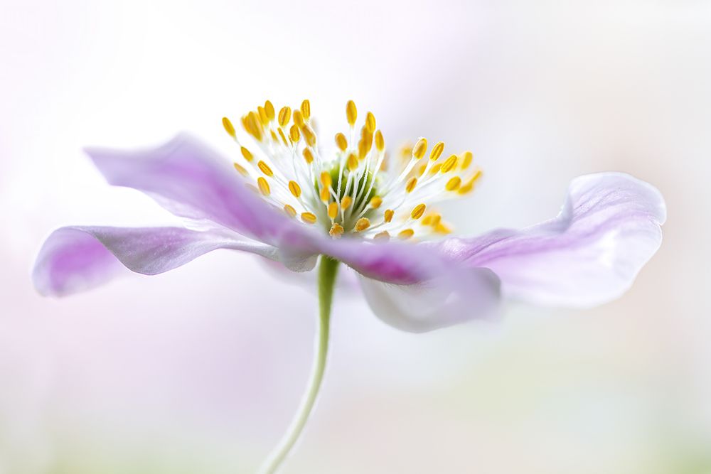 Wood Anemone art print by Mandy Disher for $57.95 CAD
