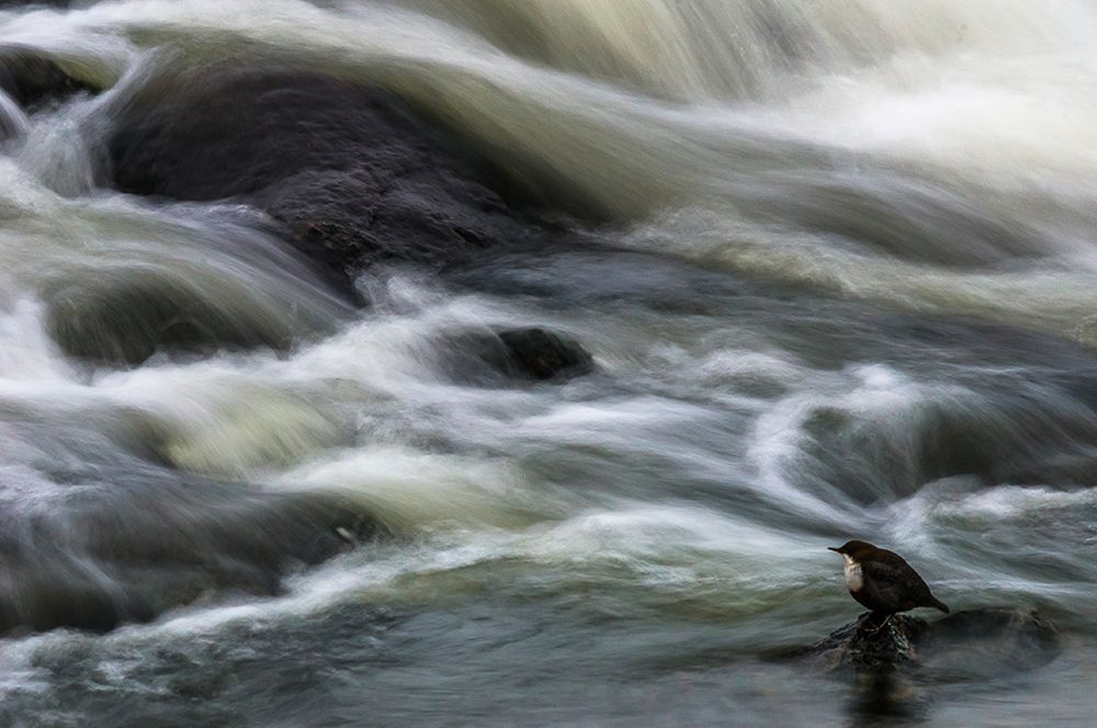 Flowing Contemplation art print by Arne Ostlund for $57.95 CAD