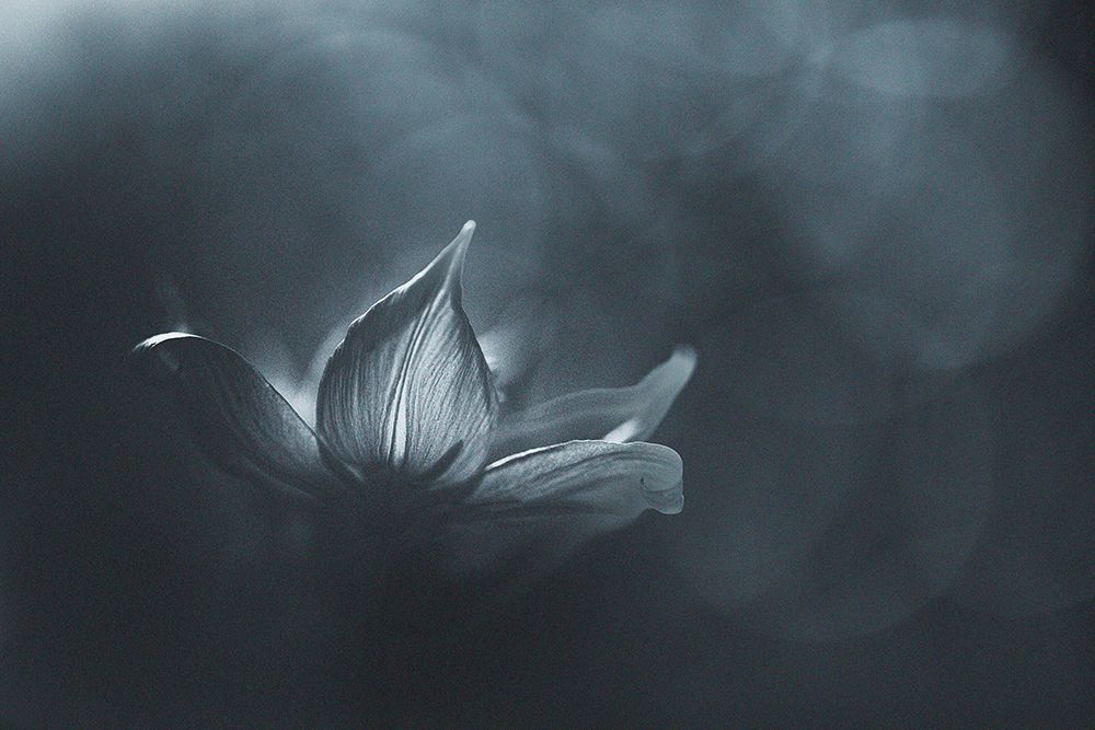Catching the Light art print by Penny Myles for $57.95 CAD
