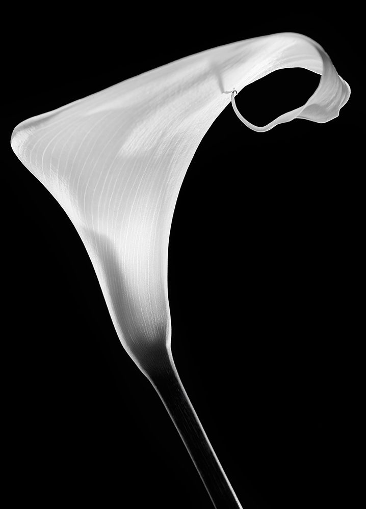 Calla art print by Santiago Pascual Buye for $57.95 CAD