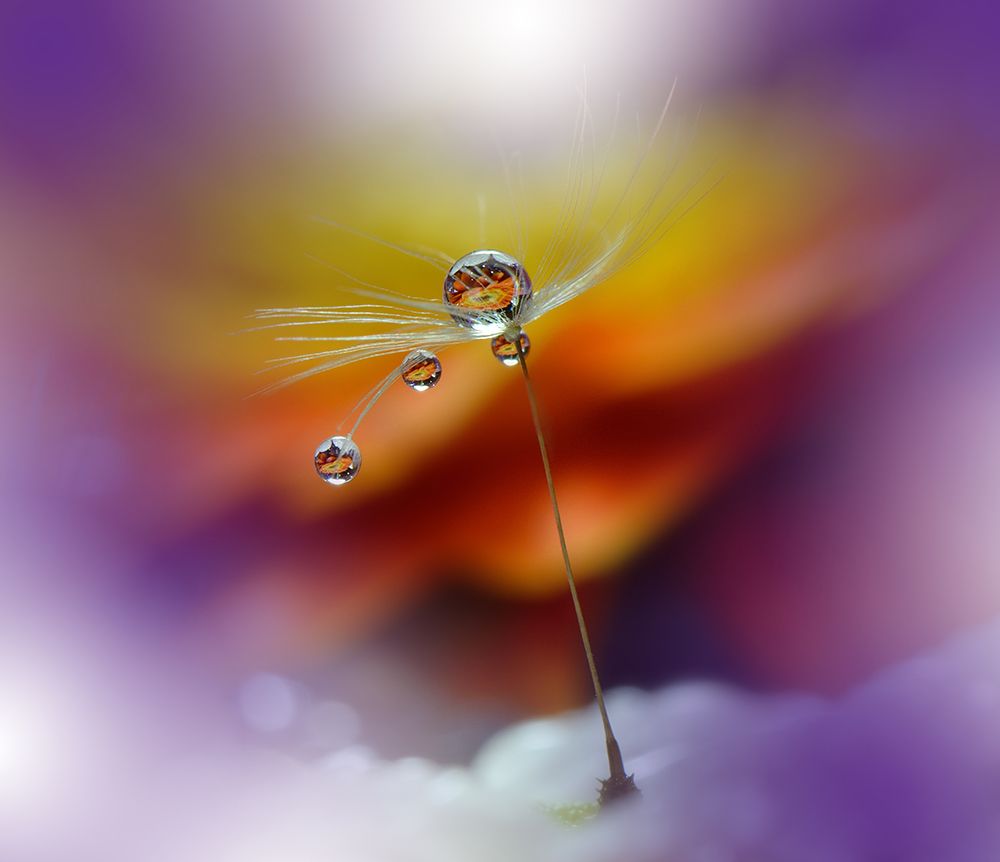 Little Night Music... art print by Juliana Nan for $57.95 CAD