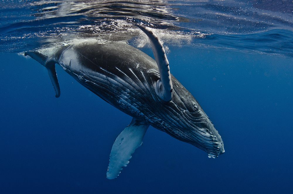 Humpback Whale Calf-Reunion Island art print by Cedric Peneau for $57.95 CAD