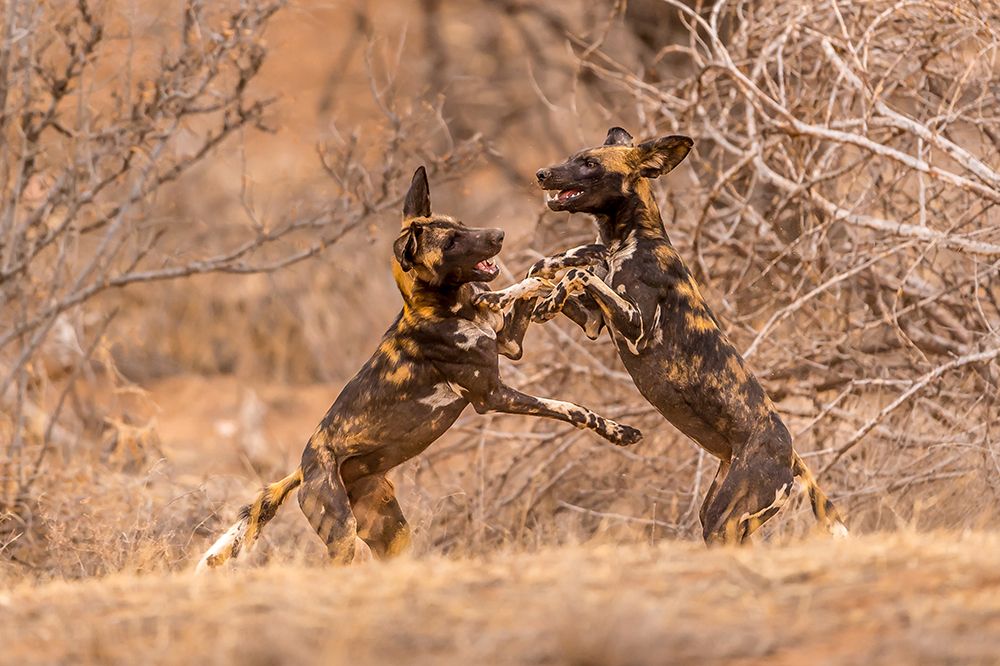 Wild Dogs at Play art print by Ted Taylor for $57.95 CAD
