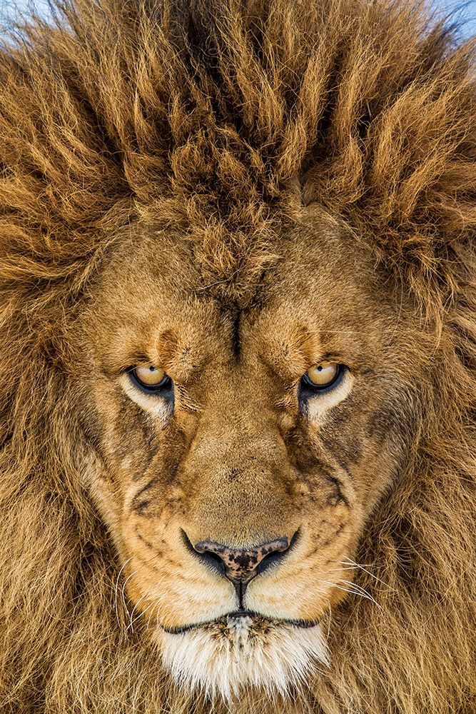 Serious Lion art print by Mike Centioli for $57.95 CAD