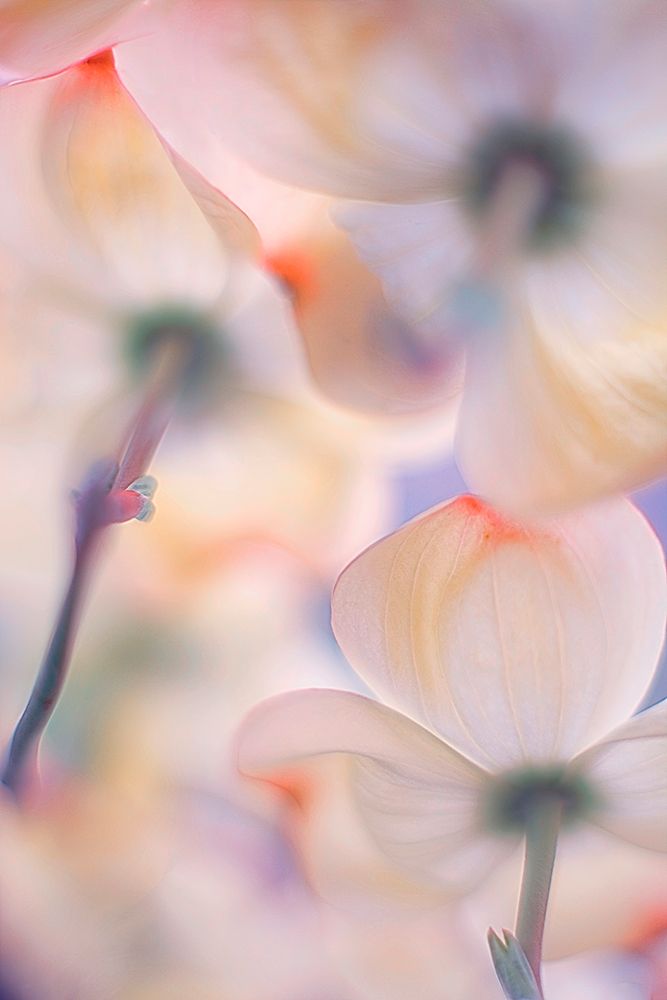 Under The Skirts Of Flowers art print by Francois Casanova for $57.95 CAD