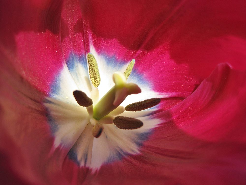 Painted Petals art print by Jennifer L. Hanson for $57.95 CAD