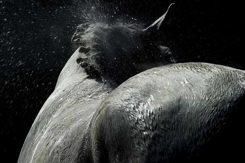 Horse Power art print by Milan Malovrh for $57.95 CAD