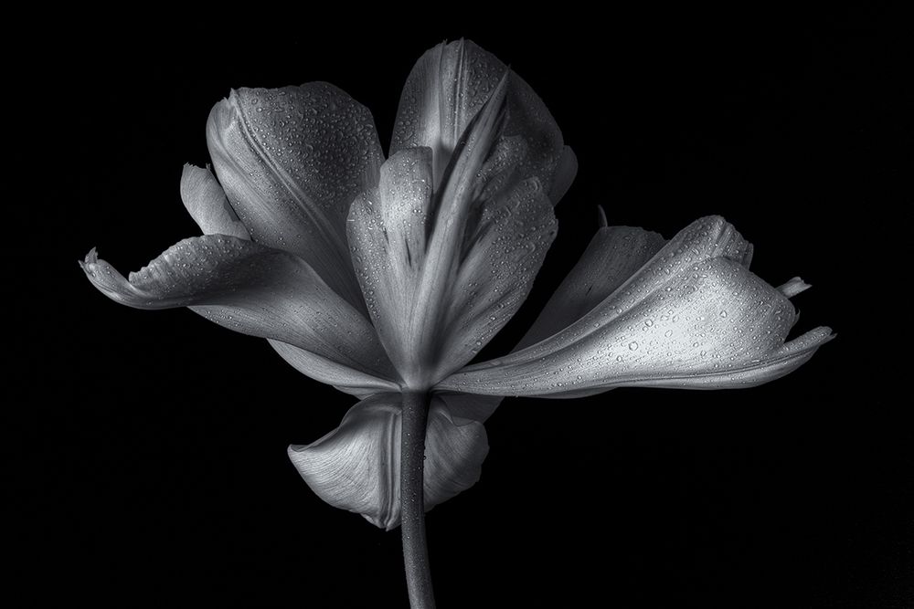 Tulipa Exotic Emperor art print by Penny Myles for $57.95 CAD