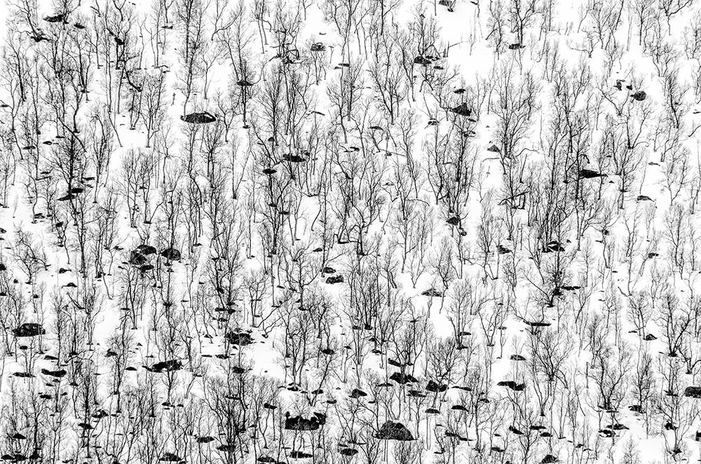 Little Trees art print by Hilde Ghesquiere for $57.95 CAD