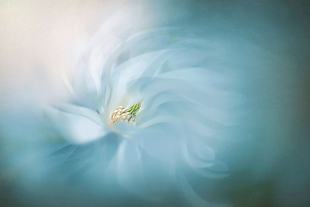 Floral Ballet art print by Jacky Parker for $57.95 CAD