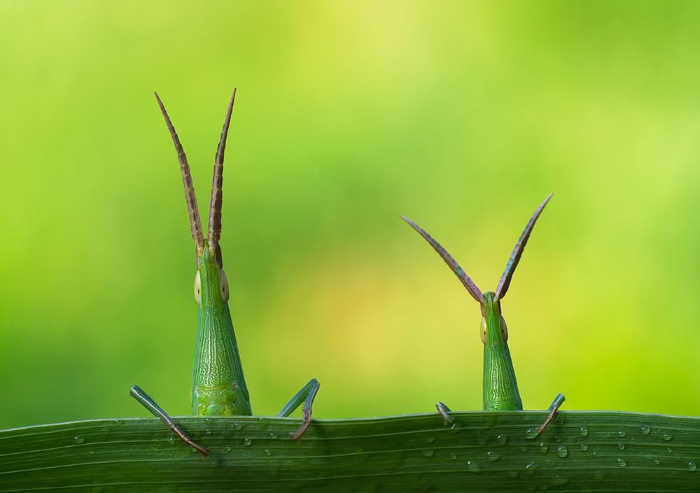 Macro art print by Mehdi Kamran for $57.95 CAD