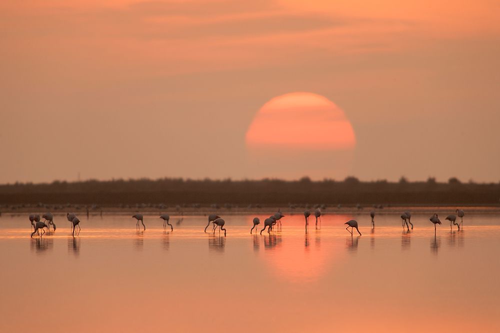 Flamingos At Sunrise art print by Joan Gil Raga for $57.95 CAD
